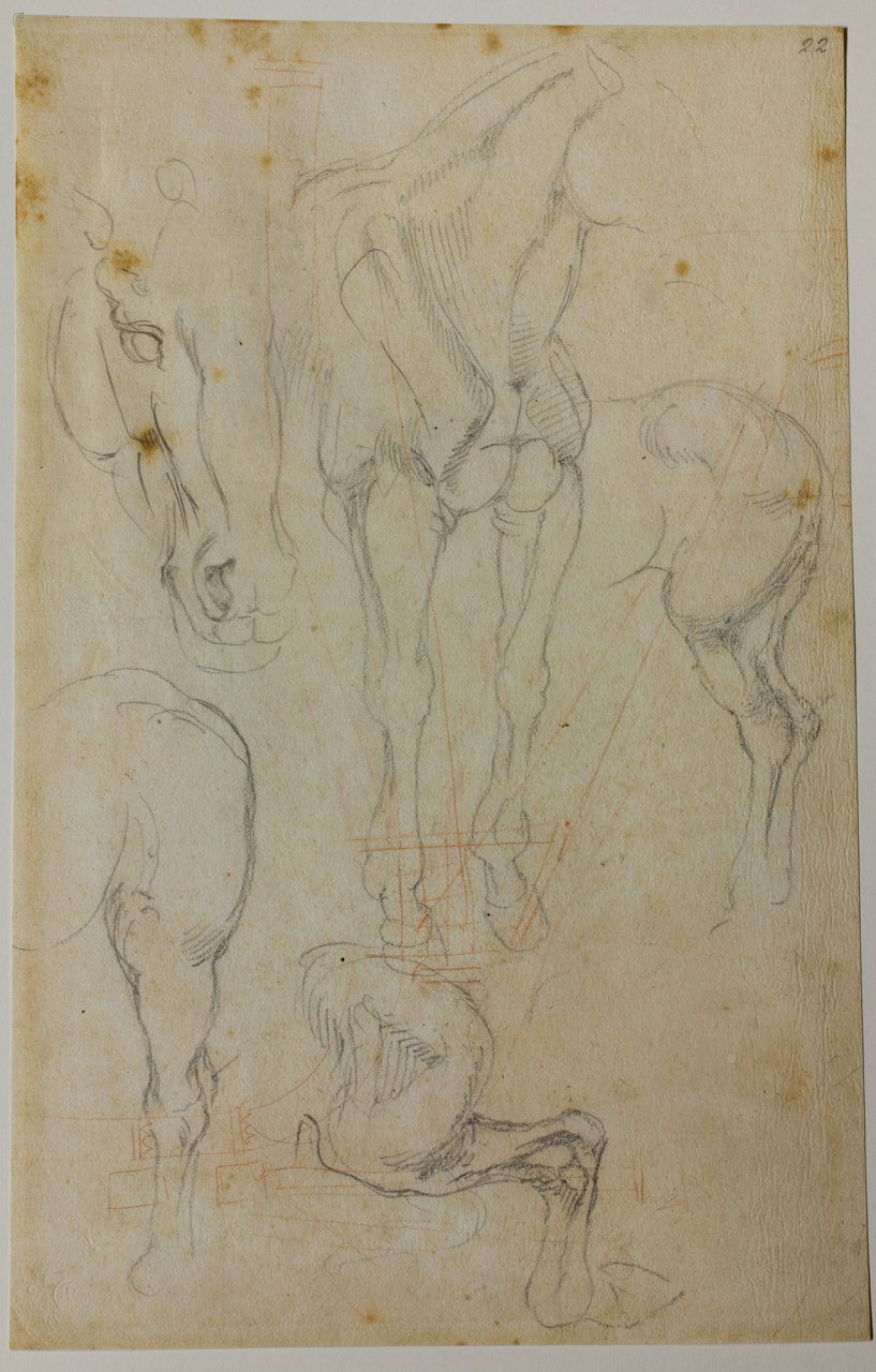 studi di cavalli (disegno) di Buonarroti Michelangelo (sec. XVI)
